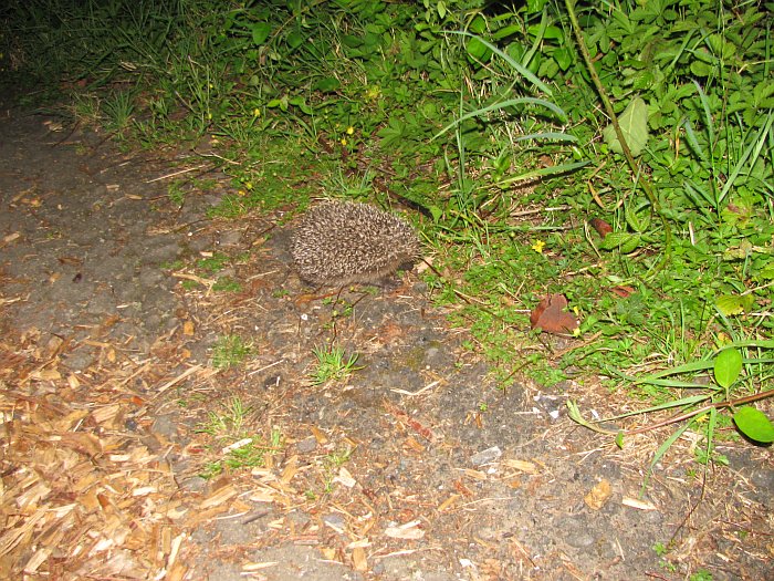 Baby hedgehog on top path