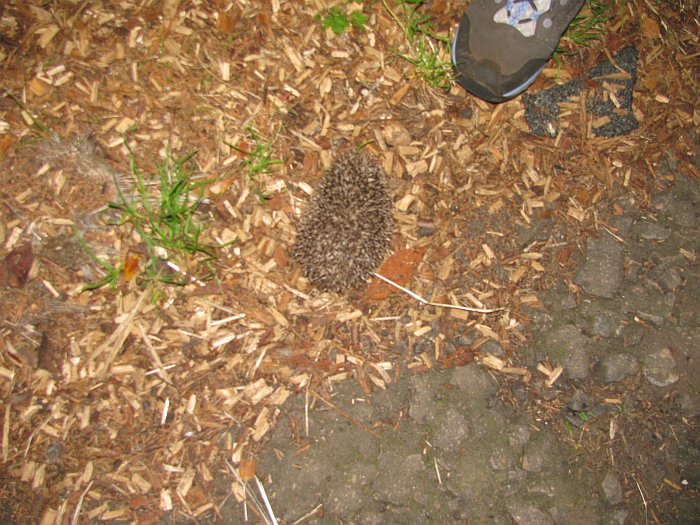 Baby hedgehog on top path